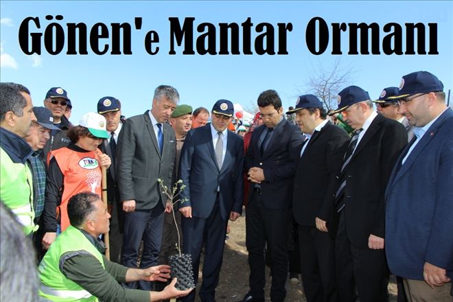 Gönen Ovası´na mantar ormanı