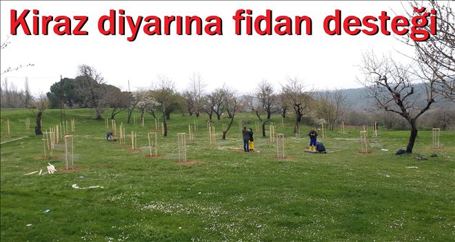 Yukarı Yapıcı´ya 150 kiraz fidanı