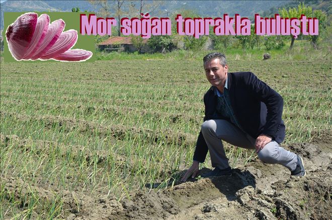 Mor soğan toprakla buluştu