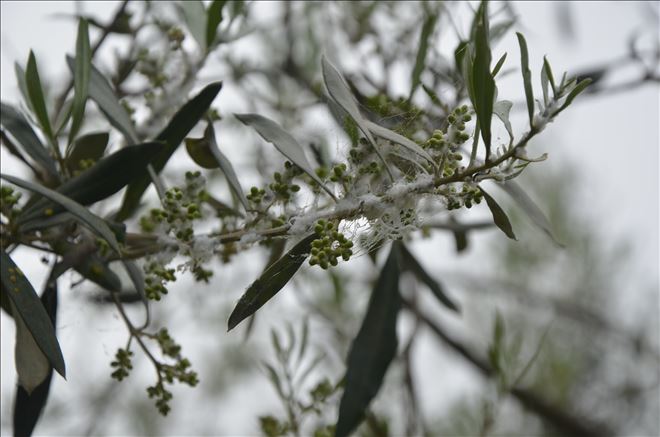 Zeytin Sineğine kapan kuruluyor