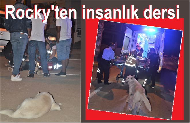 Yaralı sahibini terk etmedi