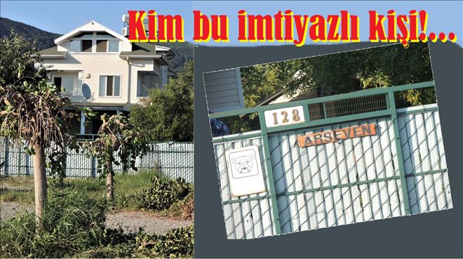 Denizi görmek için ağaçları kesti