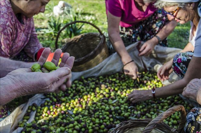 Marmarabirlik´ten gerçekçi rekolte uyarısı