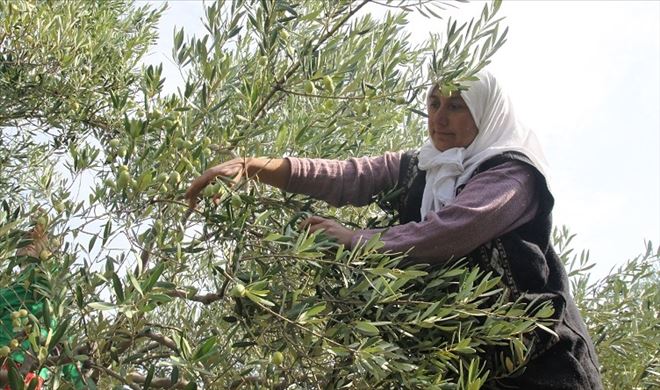 ZEYTİN ÜRETİMİ YÜZDE 36 DÜŞTÜ