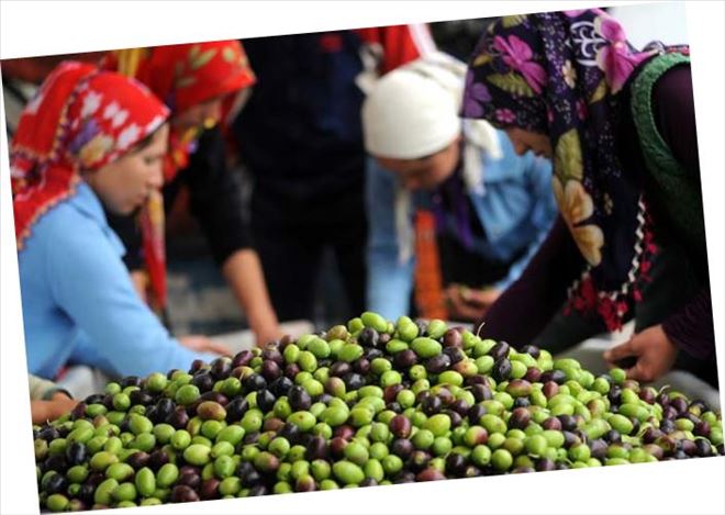 Sofralık zeytin ihracatına yeşil zeytin damga vurdu 