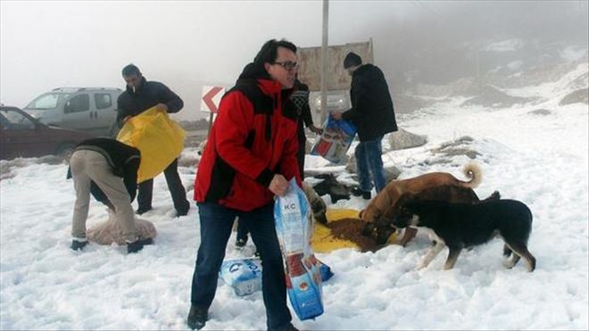 Sokak hayvanları zorda!