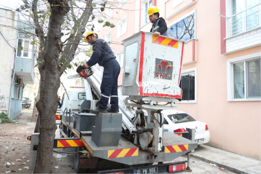 Ağaçlar budanıyor