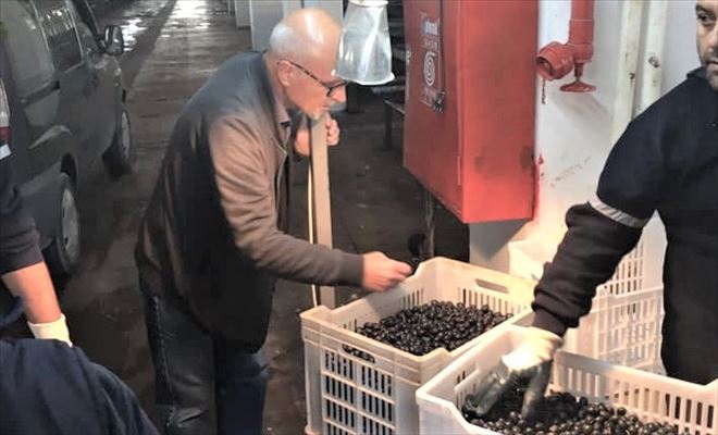 Zeytin Kooperatifi alım merkezlerini açıkladı