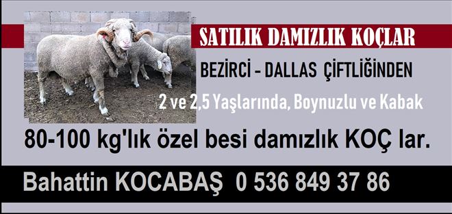 SATILIK DAMIZLIK KOÇLAR