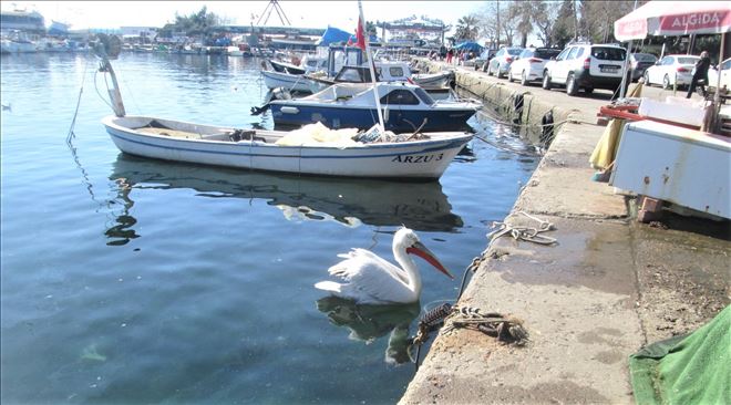 Erdek´in sembolü Pelikan Aliş 