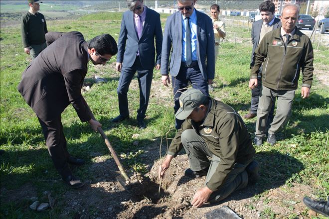 YÜZLERCE FİDAN TOPRAKLA BULUŞTU
