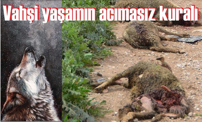 Ayyıldız´da, Köpeklerin vahşeti