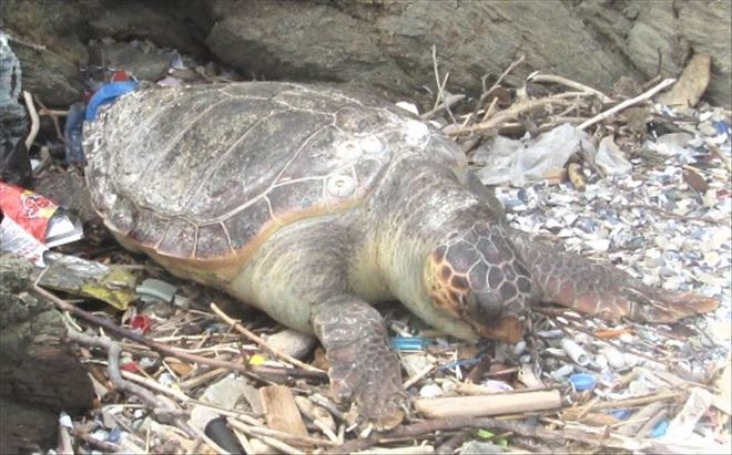 ?Caretta Caretta?ya benziyor