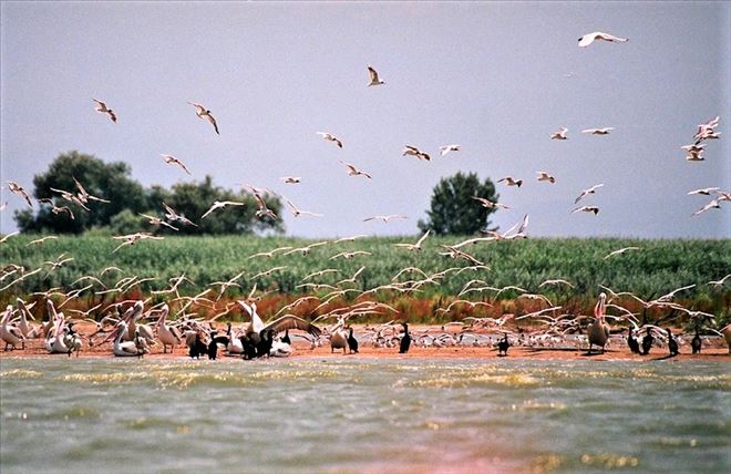 Kuş Cenneti cıvıl cıvıl