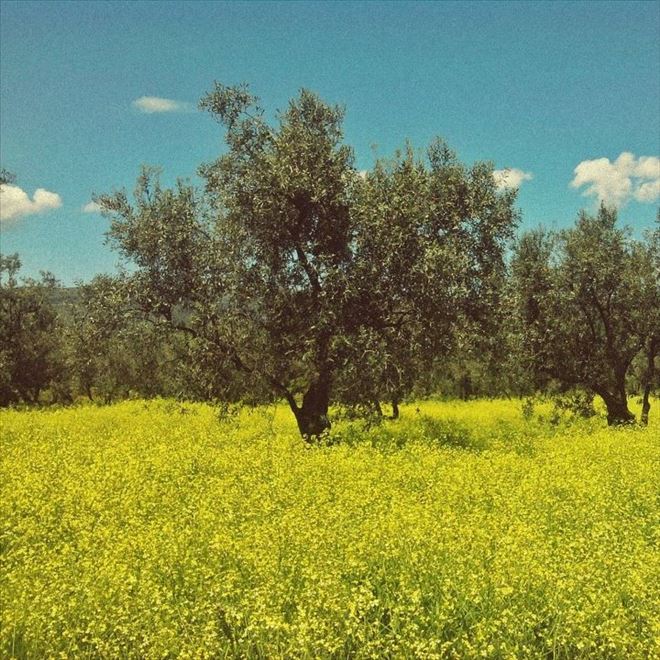 Zeytin Güvesi mücadelesi başladı.