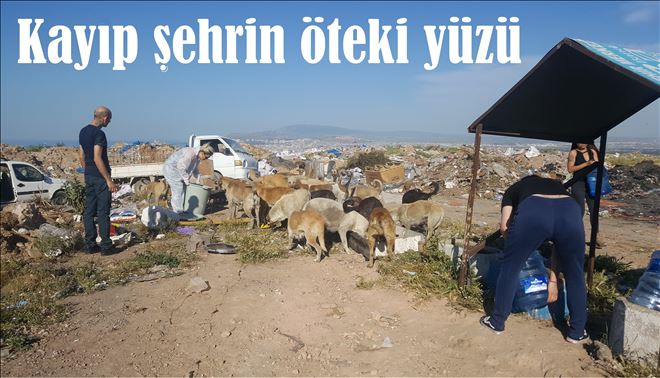 Eski Çöplük Köpekleri