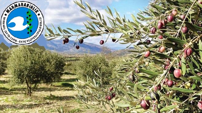 Marmarabirlik ihracatta gözünü zirveye dikti