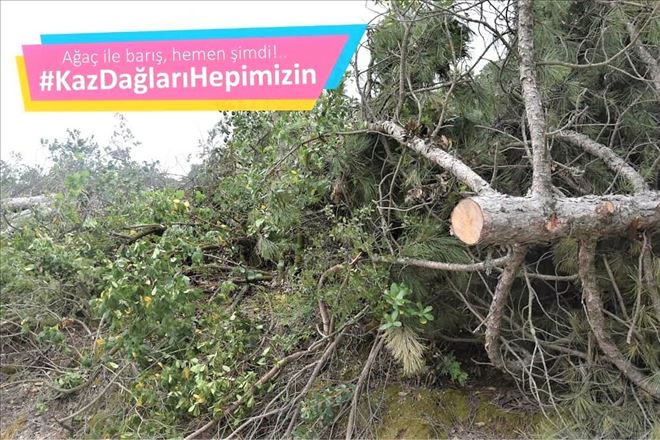 Kaz Dağları´nın dramı!