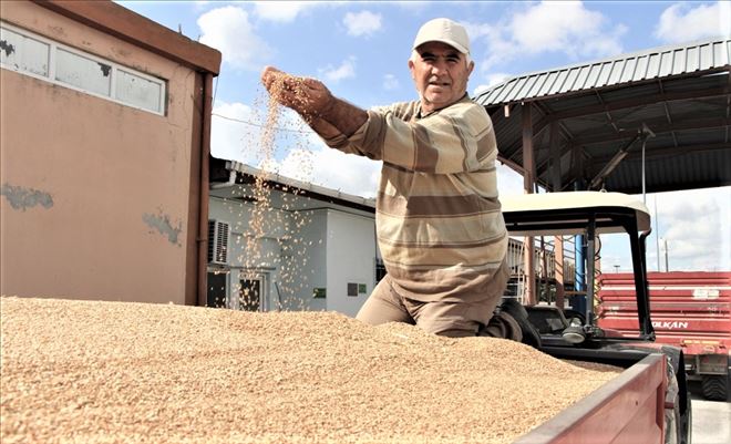 7 bin ton buğday alındı