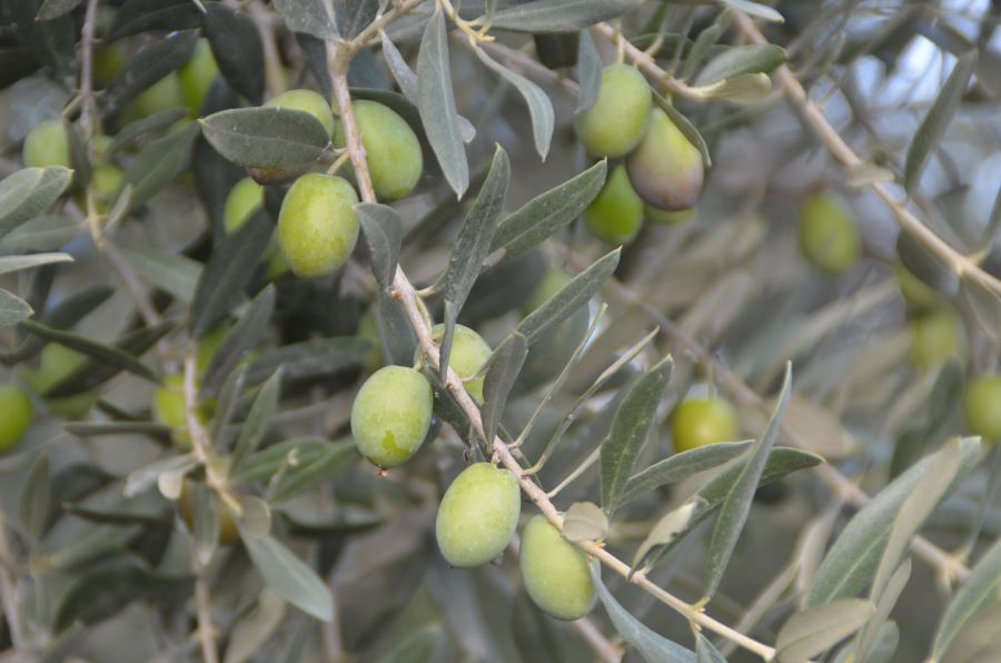 Erdek’te “Zeytin Borsası” isteniyor