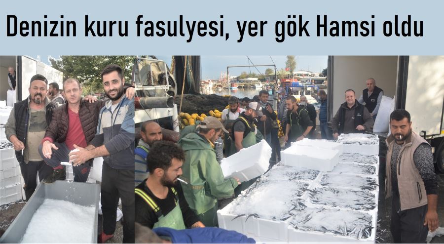 3500 kasa Hamsi yakalandı