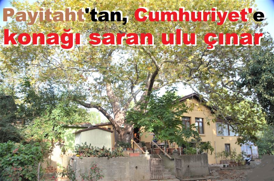 800 yıllık çınar