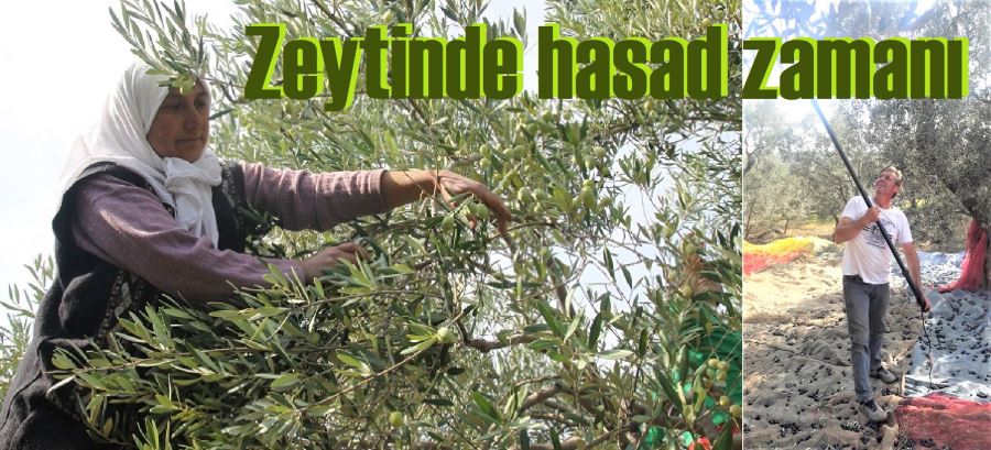 Zeytin yevmiyesi açıklandı