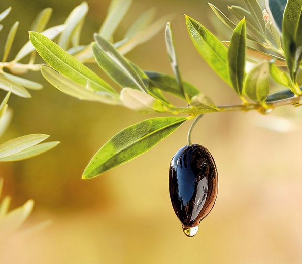 Zeytin ağacı ile sohbet Bir zamanların petrolüydü...