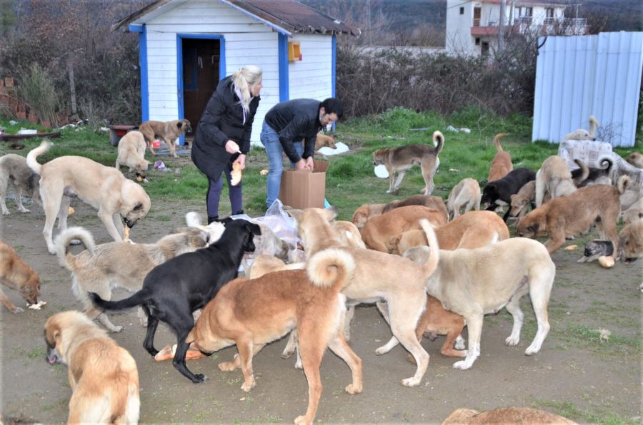 Sokak Hayvanlarının 