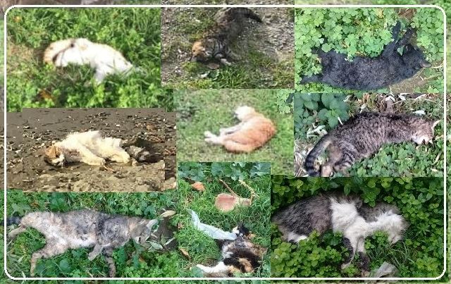 Öldürülen kedilerle ilgili açıklama geldi.