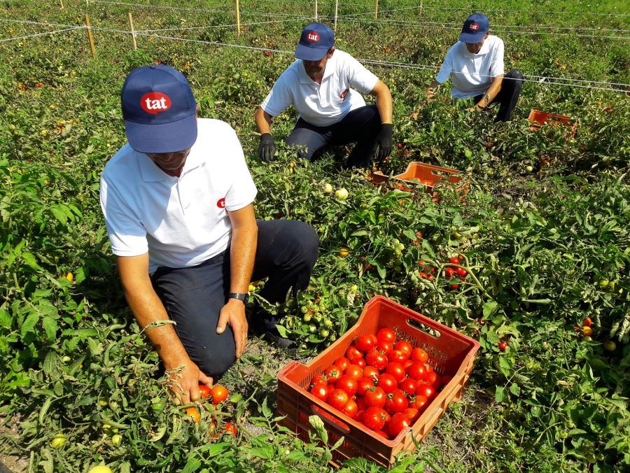 Tat’tan Çifçisine bu yıl 23 milyon TL Avans Desteği