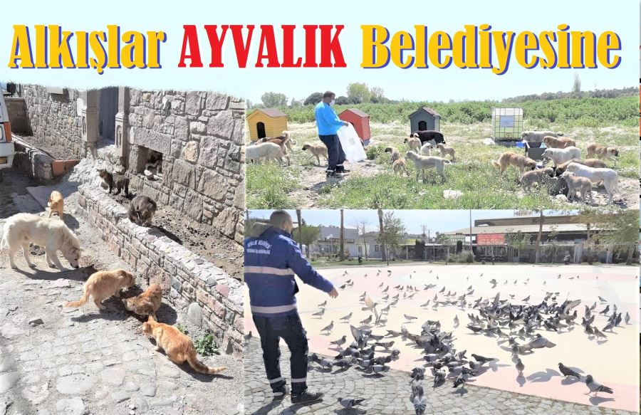 Ayvalık belediyesi sokak hayvanlarını unutmadı