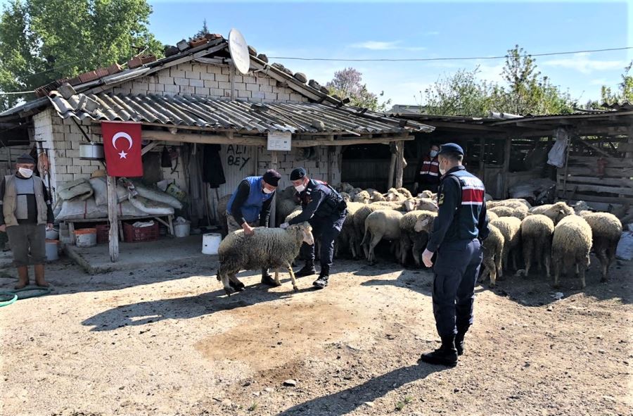 Hayvan hırsızları yakalandı.