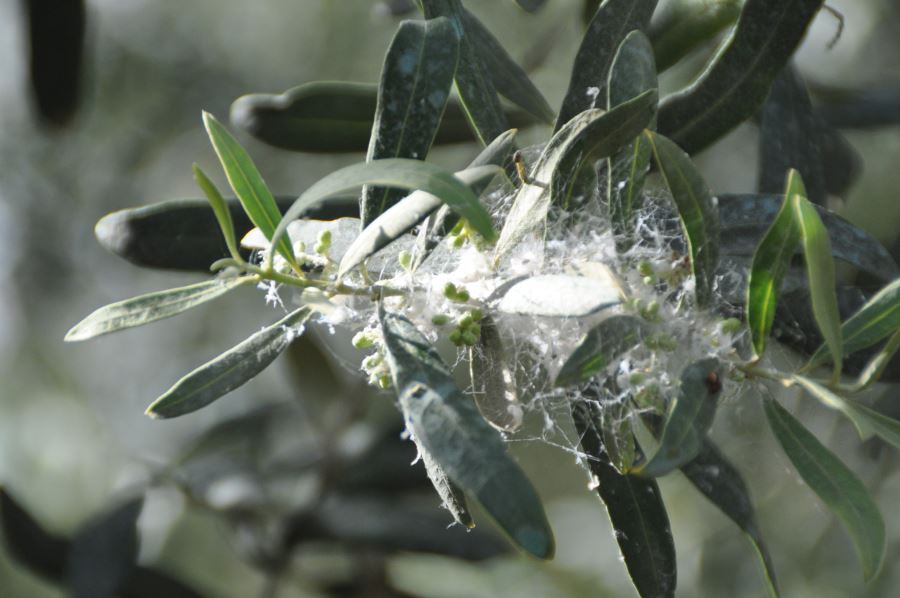 “Zeytin Güvesi” ile mücadele zamanı