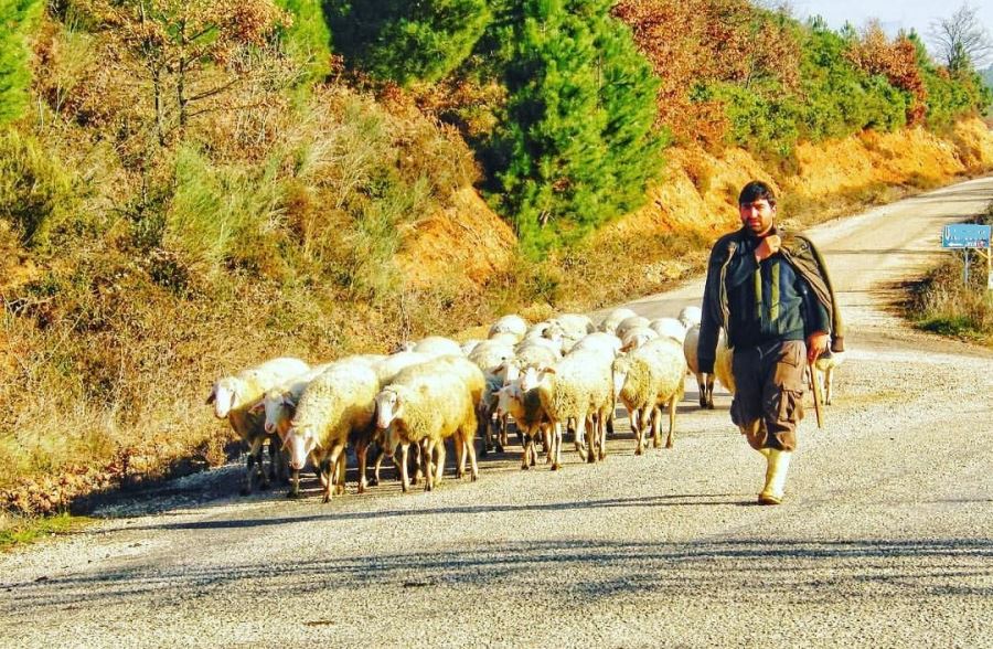 Koyunlarını bulan jandarmaya teşekkür etti