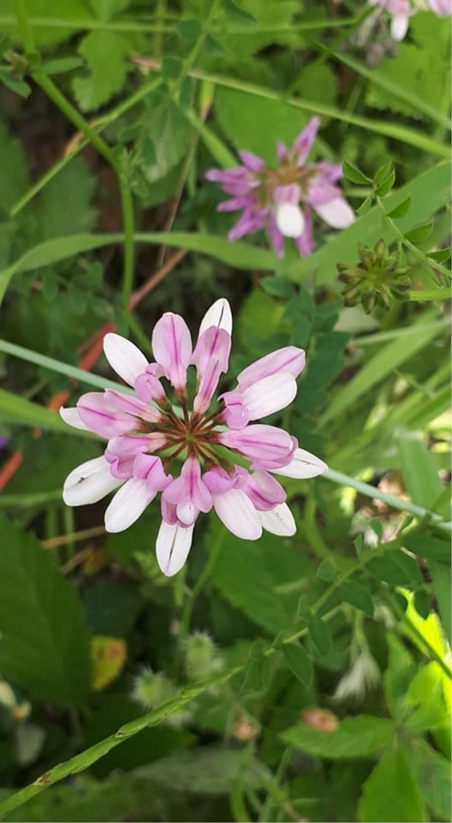  Kapıdağ’ın florası kitaplaşacak