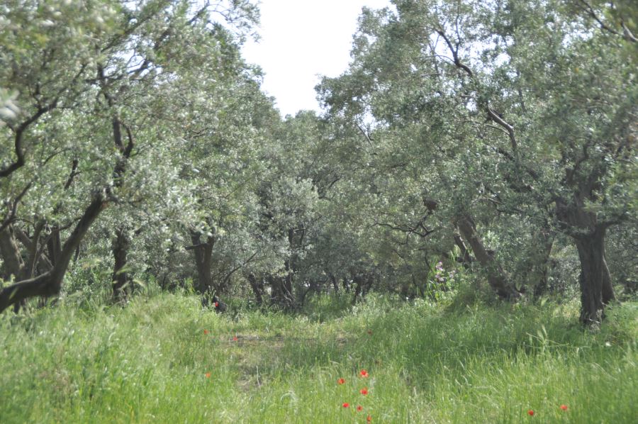 “Zeytin sineği” ile mücadele zamanı