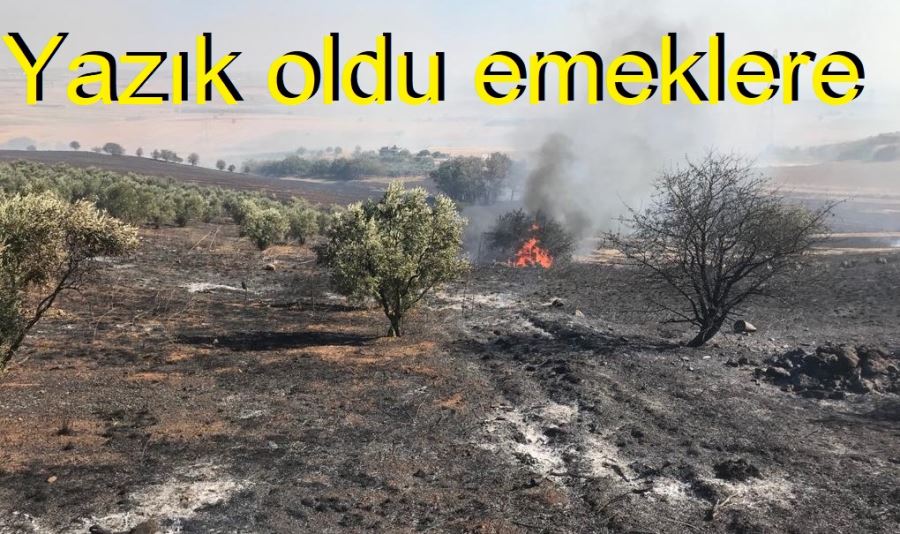 Bin zeytin ağacı alevlere teslim oldu