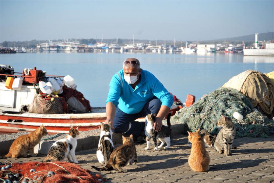 Ayvalık belediyesinden sokak hayvanlarına mama