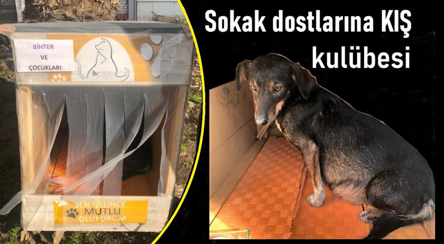 Kedi-Köpek kulübeleri hazır