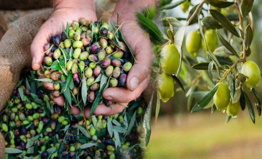 Yağlık Zeytin alımları kamyon garajında