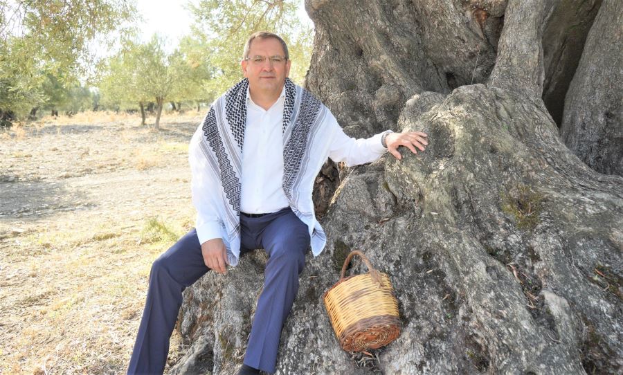 Bugün “Dünya Zeytin Ağacı Günü”
