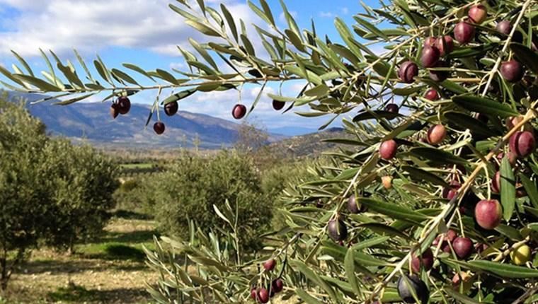 “Zeytin Halkalı Leke” hastalığı ile mücadele zamanı