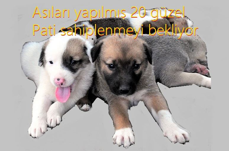 20 YAVRU KÖPEK SAHİPLENMEYİ BEKLİYOR