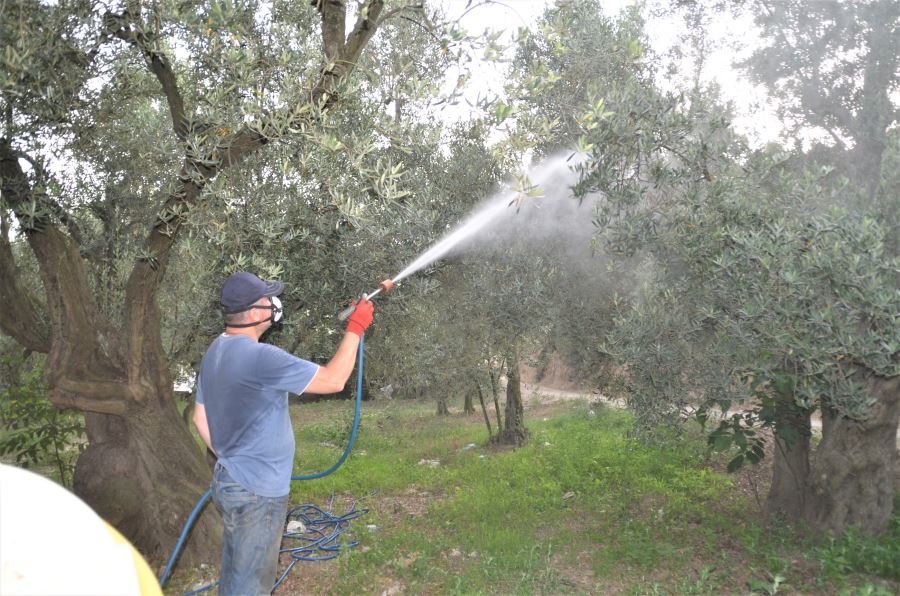 “Zeytin sineği”nde şu anda sorun yok