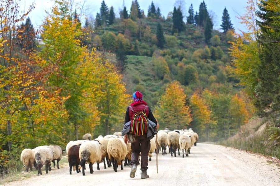 Tasını tarağını al, köyüne dön 