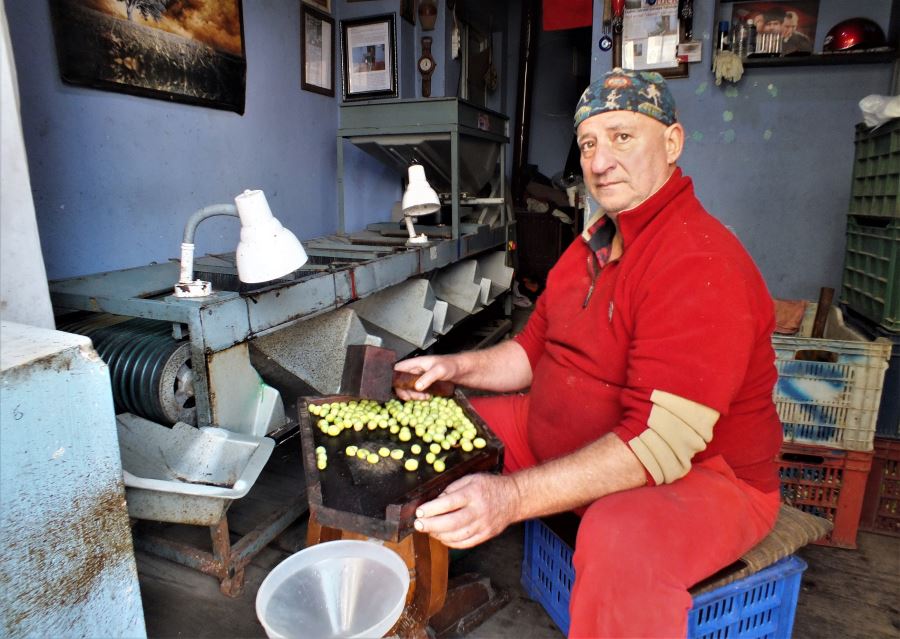 Mehmet Selâm, zeytin üretimine devam!