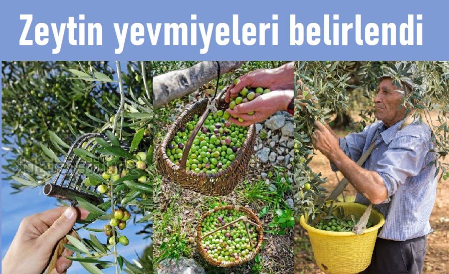 Zeytin toplama yevmiyesi 200 tl olarak belirlendi.