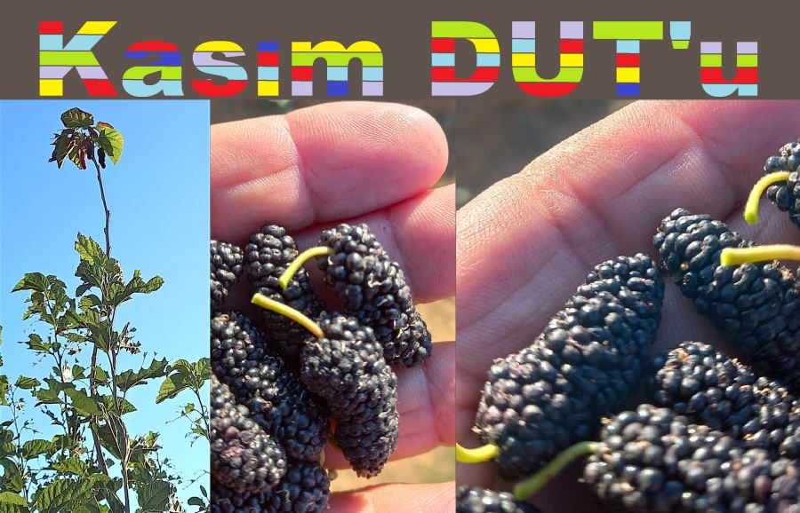 Aşerenlere için dalından DUT!...