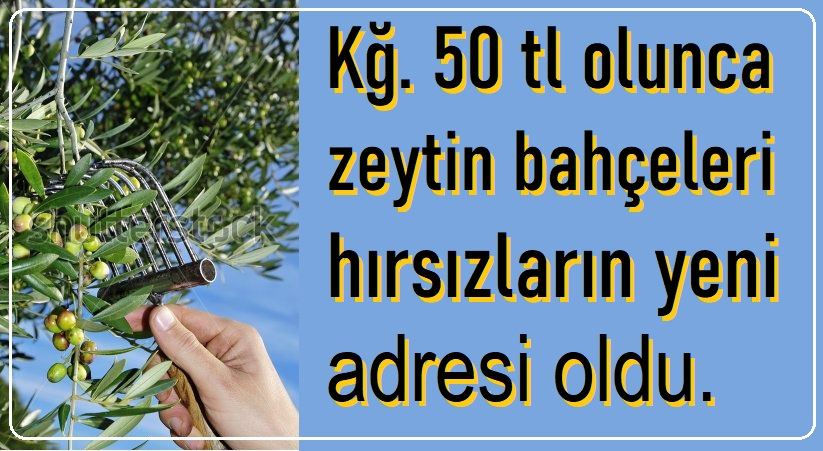 Zeytin hırsızlığına 3 tutuklama 